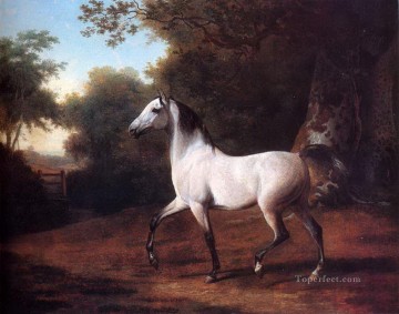 horse cats Painting - dw011fD animal horse
